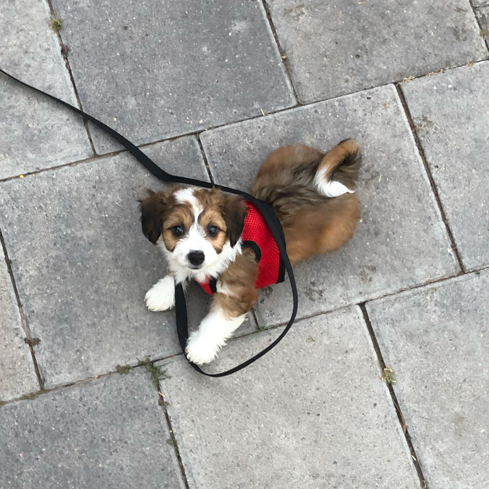 Cute Aussiechon Pup in Scottsdale AZ