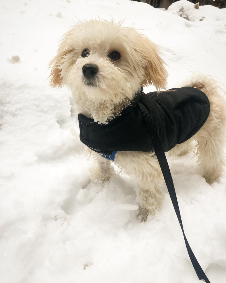 Little Maltese Poodle Poodle Mix Pup