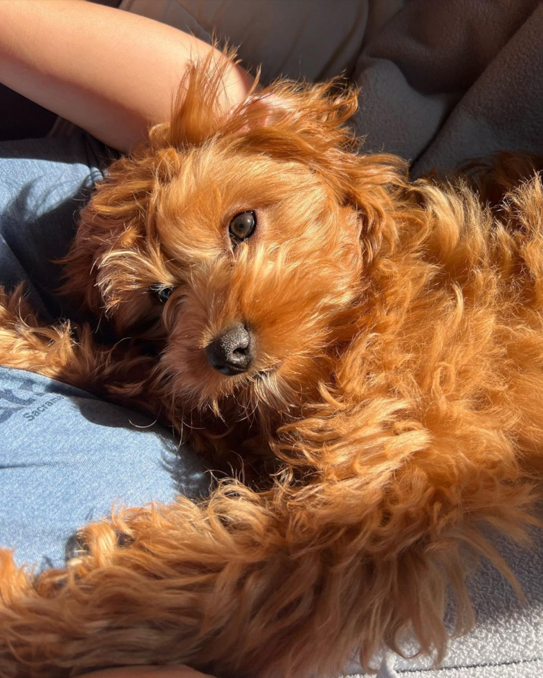 Petite Cavapoo Poodle Mix Pup