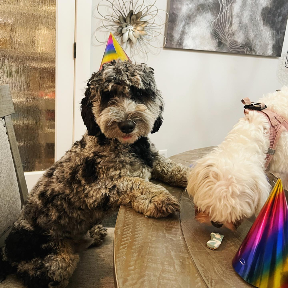 Louisville Mini Sheepadoodle Pup