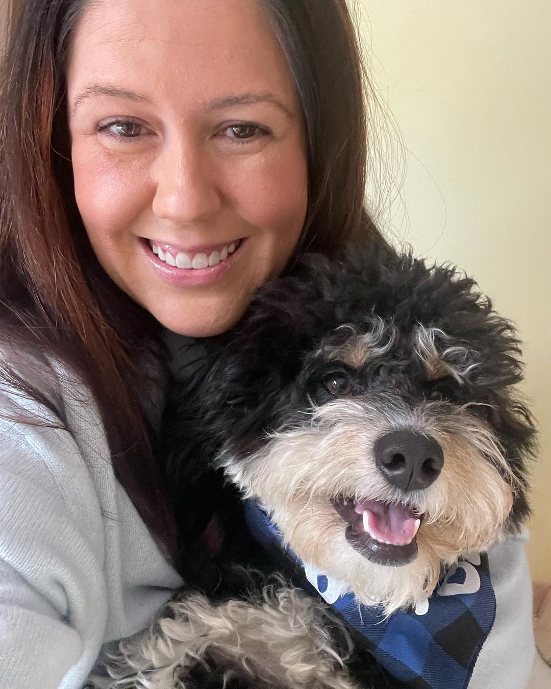 Funny Mini Bernedoodle Poodle Mix Pup