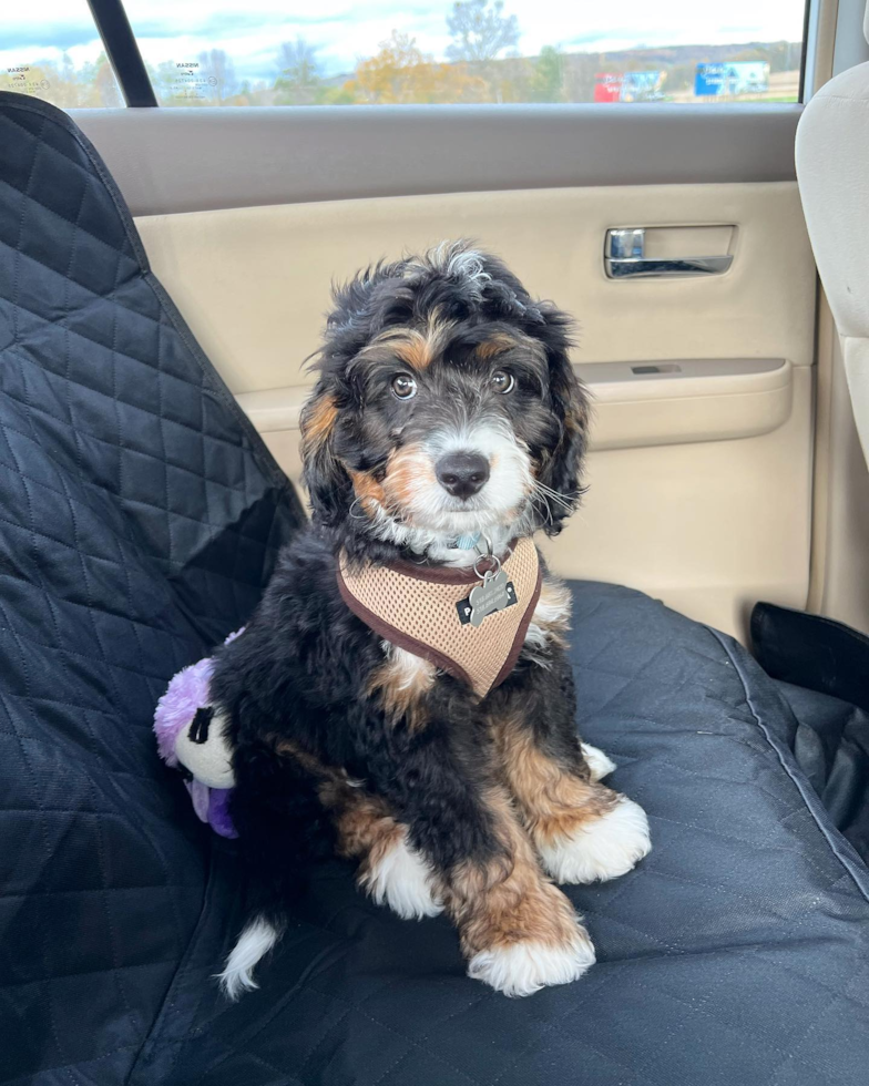 Happy Mini Bernedoodle Pup