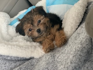 Little Yorkie Designer Puppy