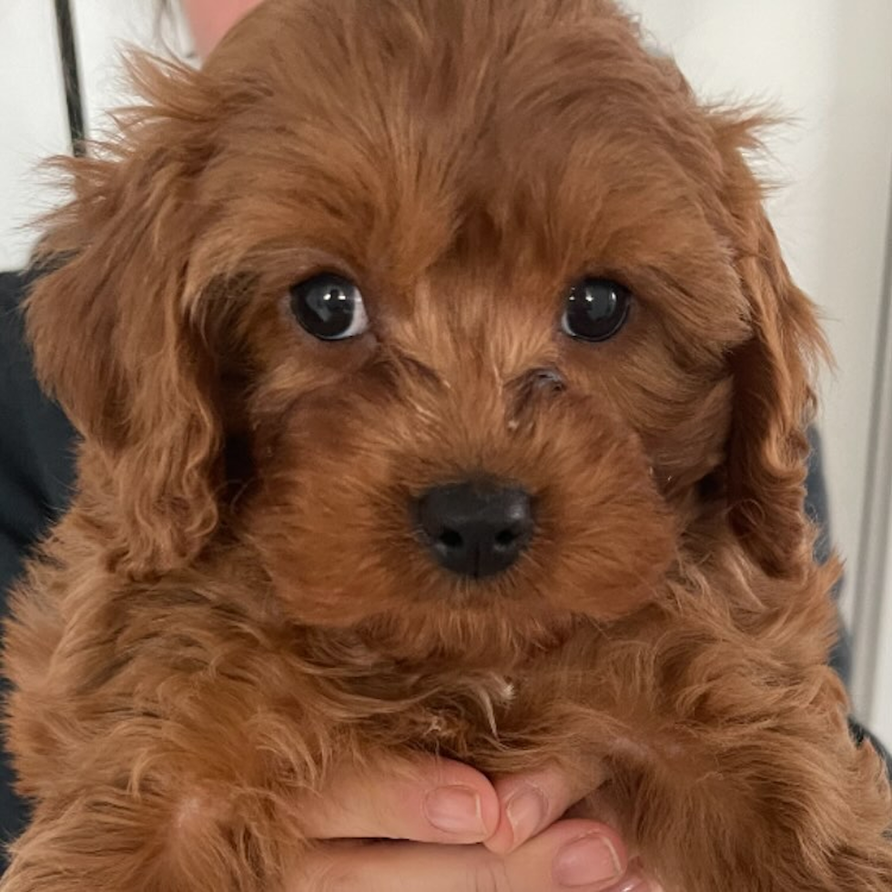 Cute Cavapoo Pup in New York NY