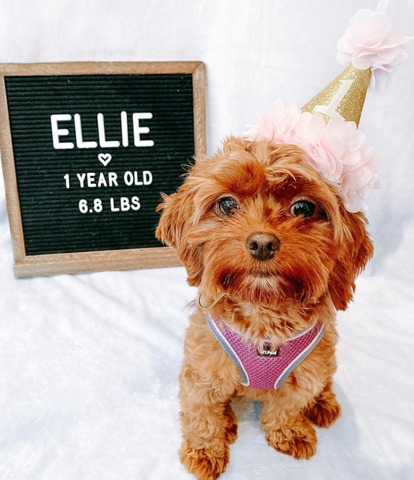 NEW YORK Cavapoo Pup