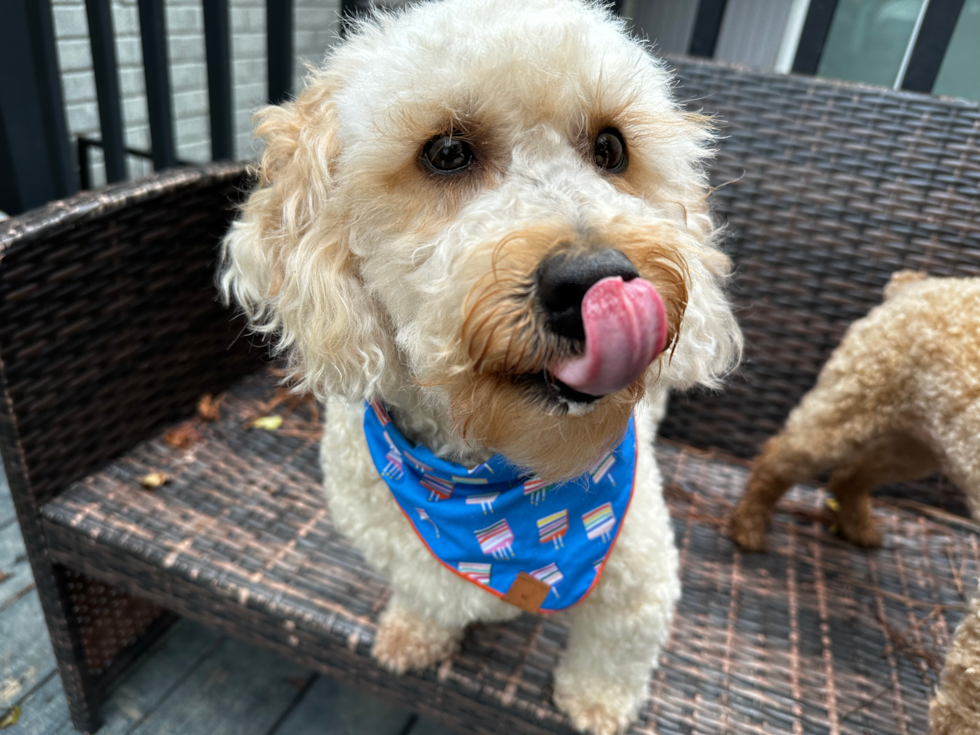 Petite Mini Goldendoodle Poodle Mix Pup