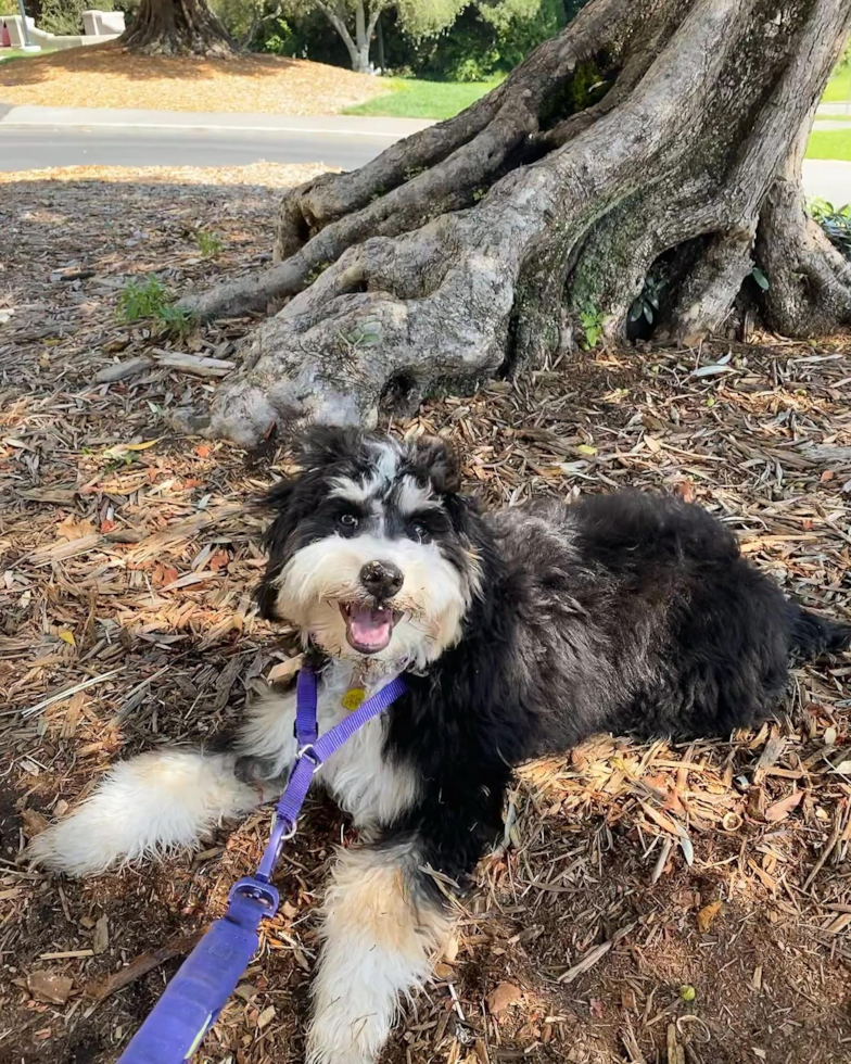 Funny Mini Bernedoodle Poodle Mix Pup