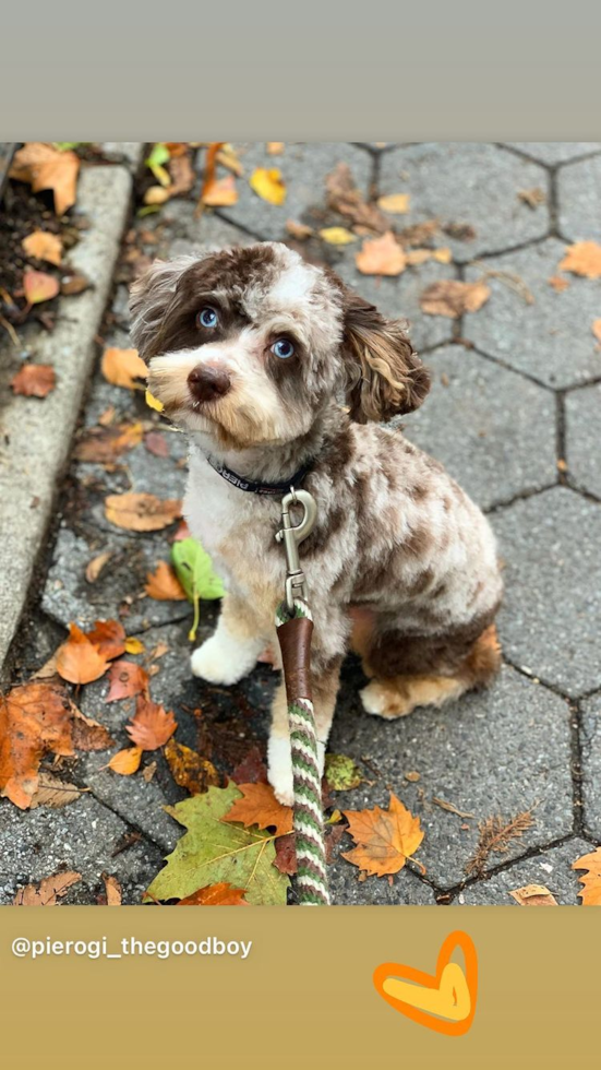 Small Mini Aussiedoodle Pup in Weston CT