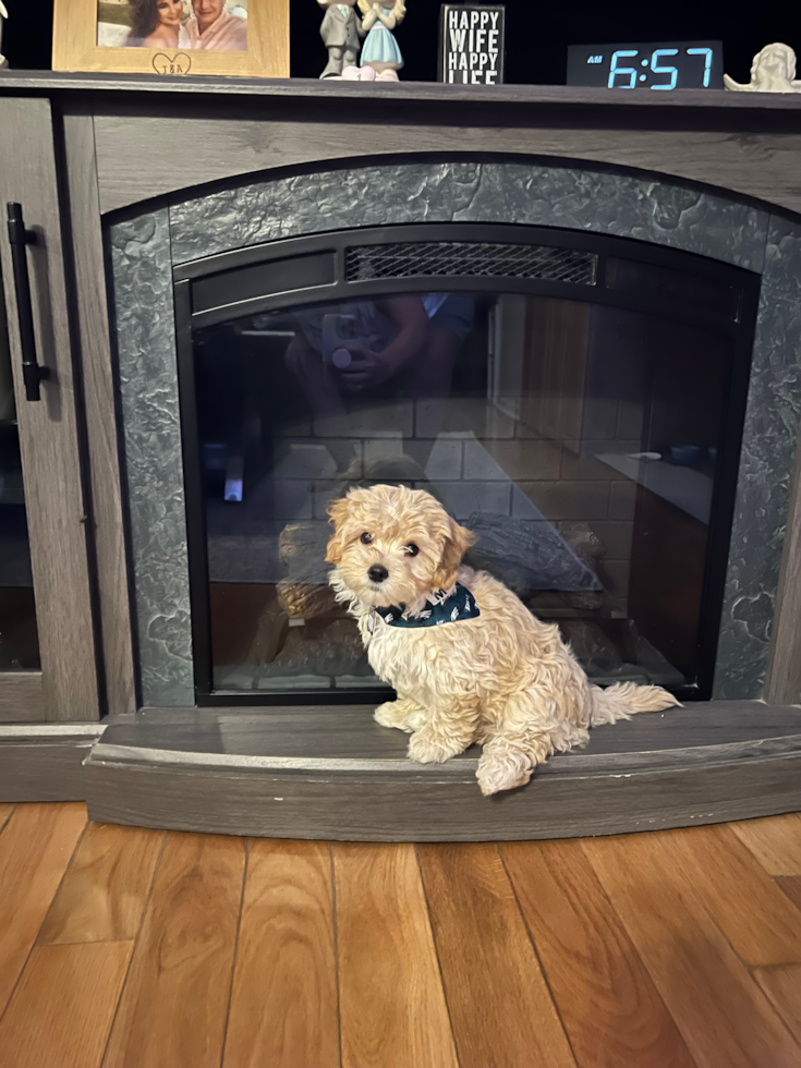 Maltipoo Pup