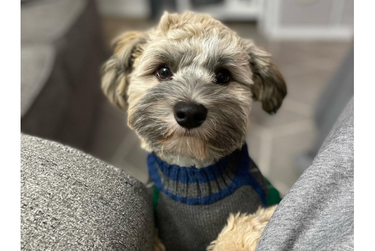 Havanese Pup Being Cute