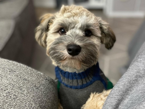 Smart Havanese Pup in MILAN MI