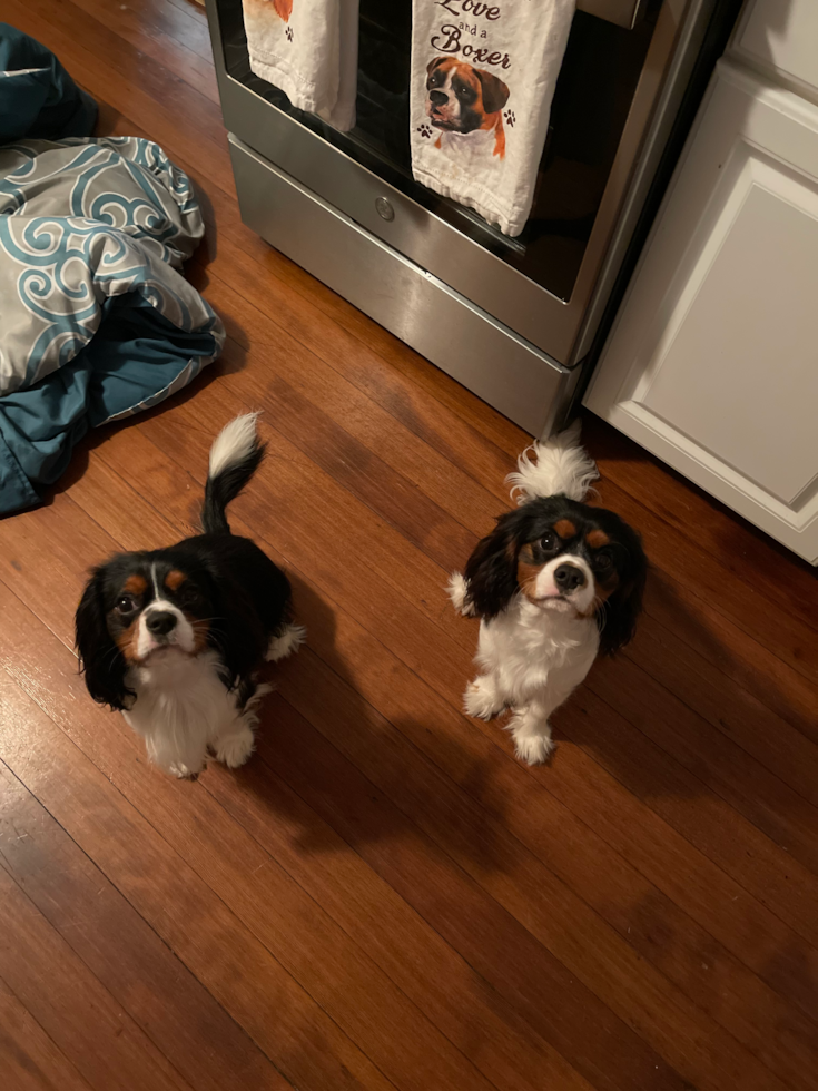 Friendly Cavalier King Charles Spaniel Pup