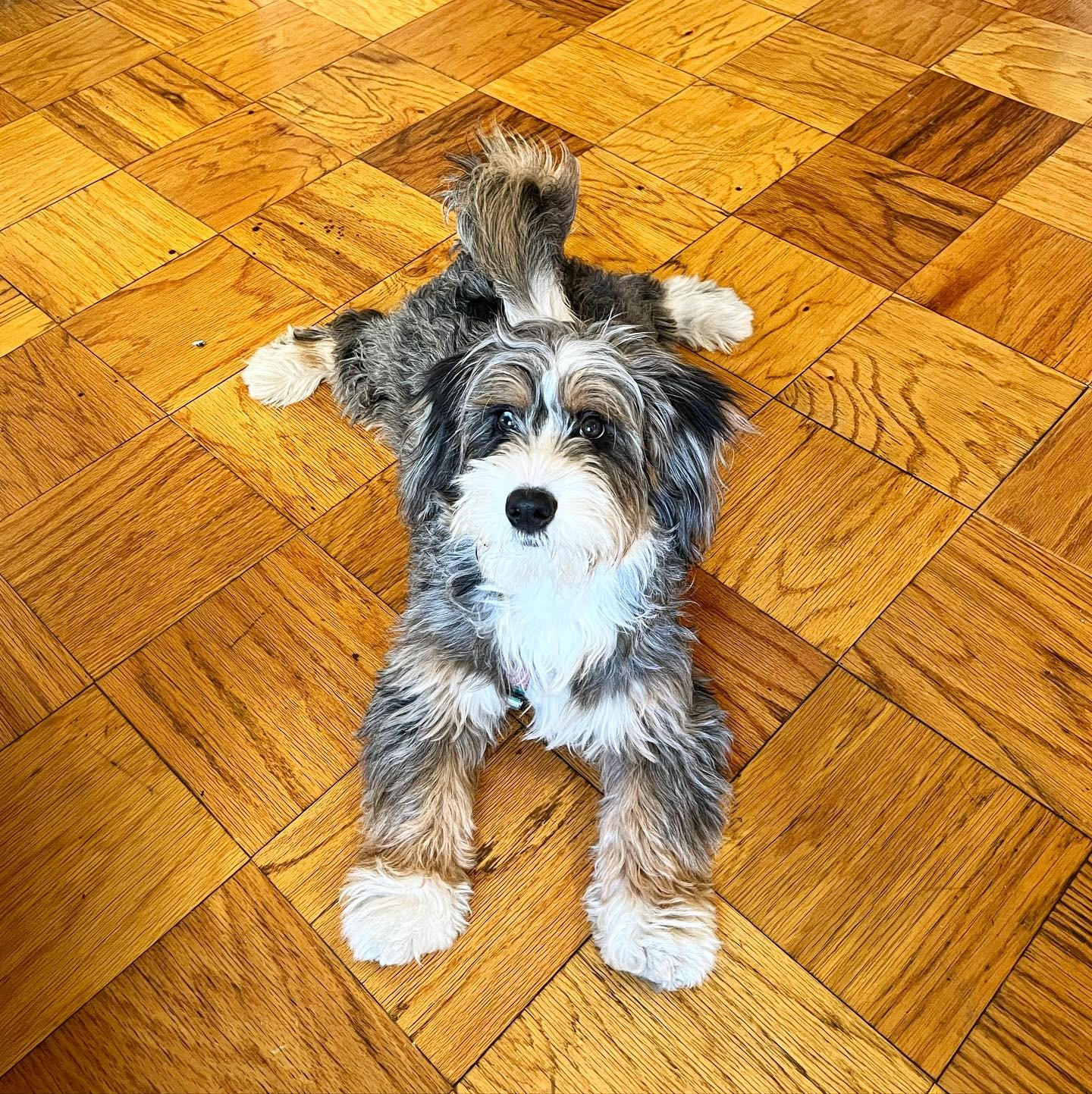 Mini Bernedoodle Puppy for Adoption