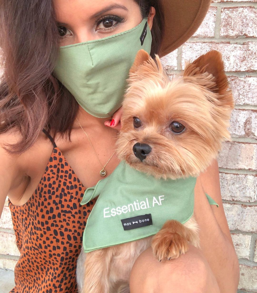 Playful Yorkshire Terrier Pup