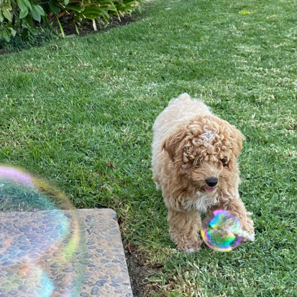 Redlands Poodle Pup