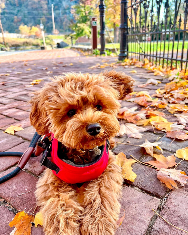 Cavapoo Being Cute