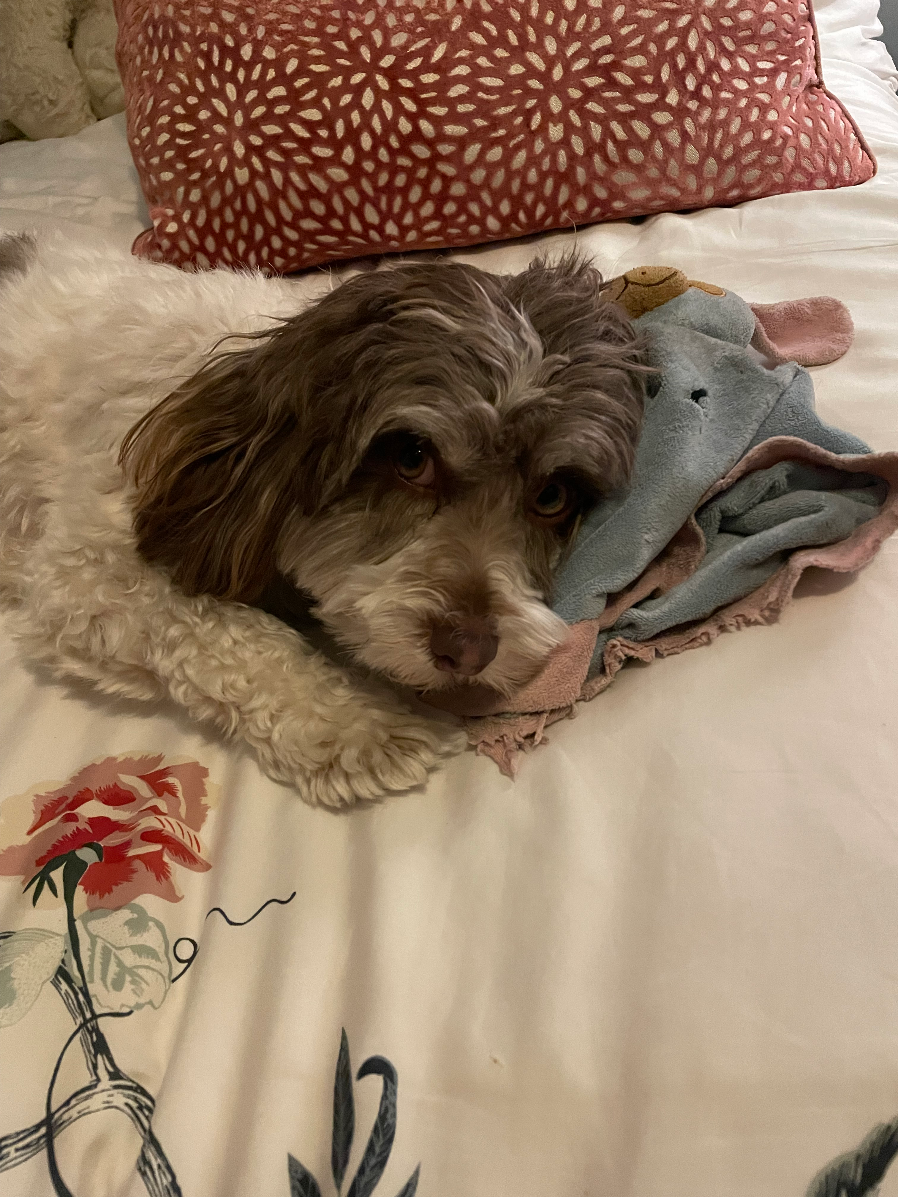 Havanese Pup Being Cute
