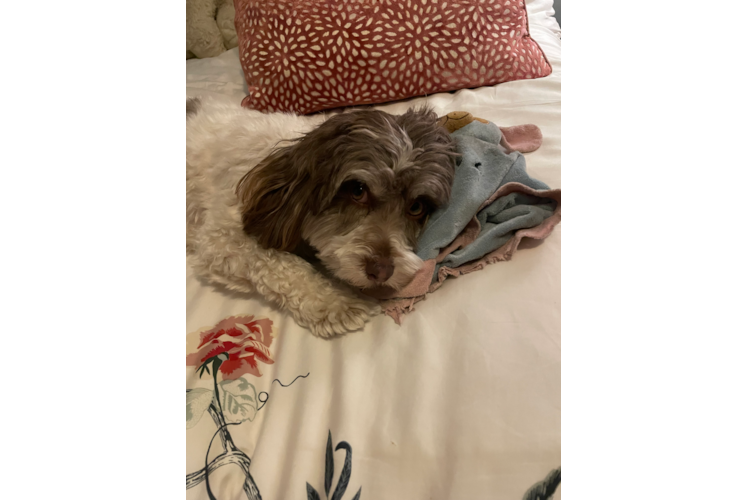 Havanese Pup Being Cute