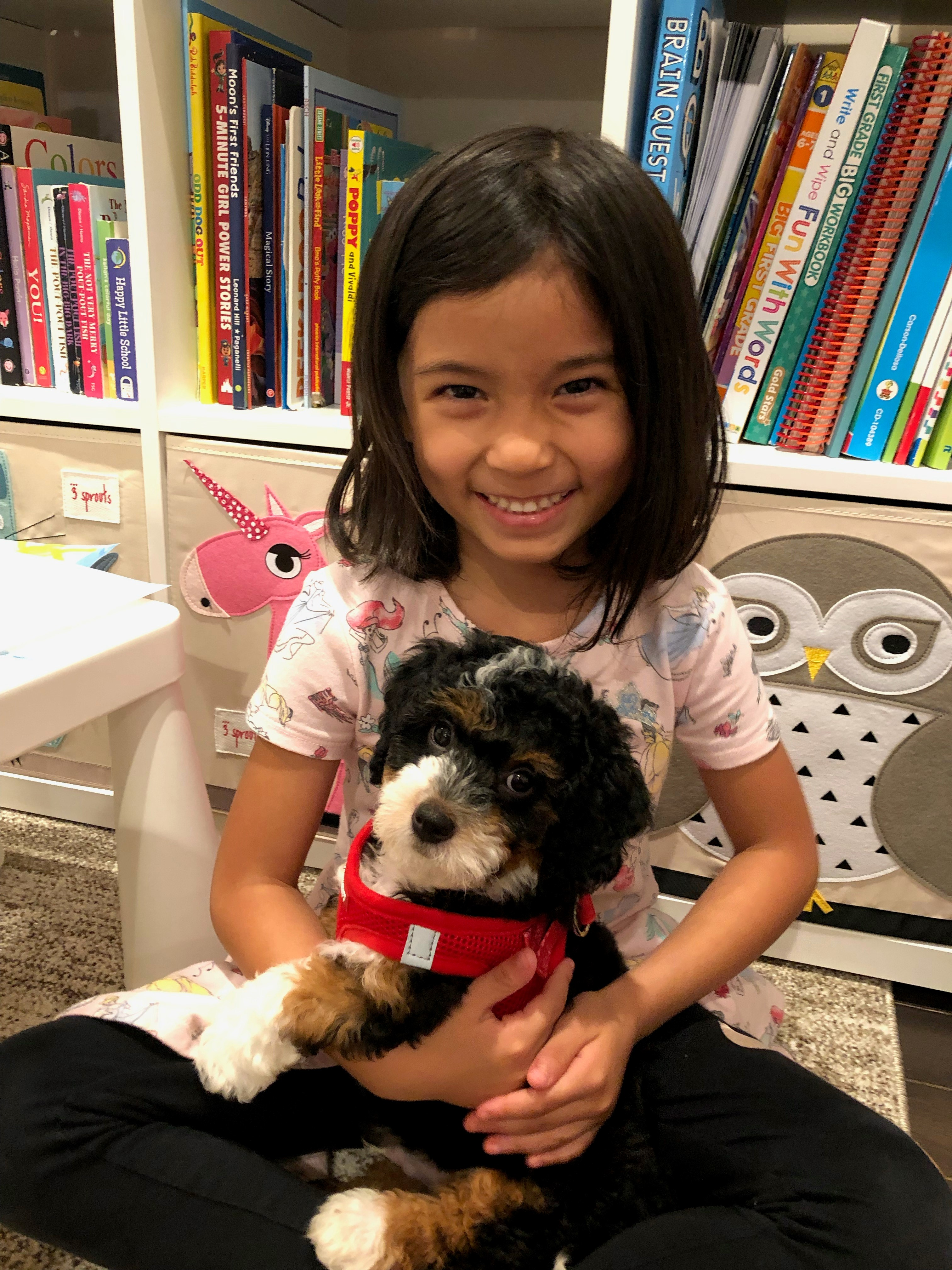 Energetic Bernadoodle Poodle Mix Puppy