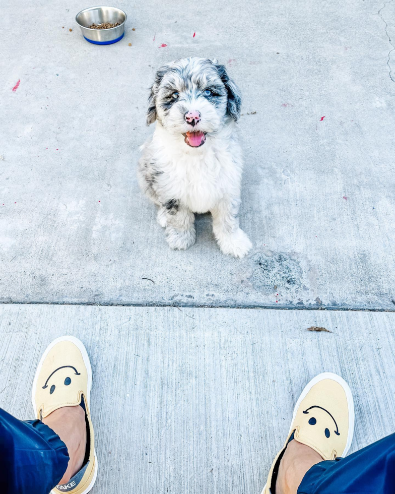 Sweet Mini Sheepadoodle Pup in Costa Mesa CA