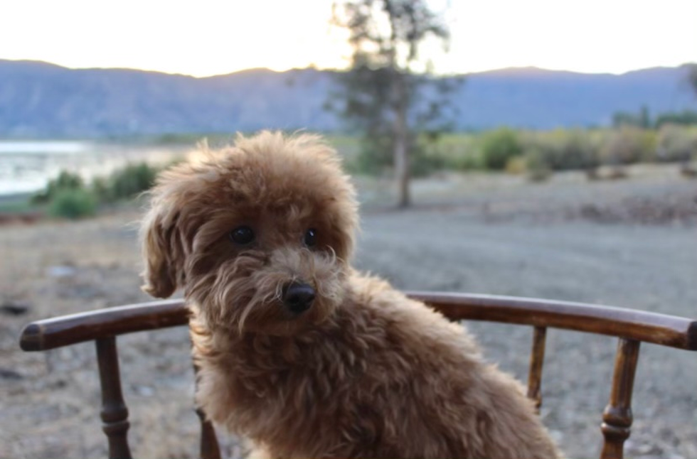 Corona Maltipoo Pup