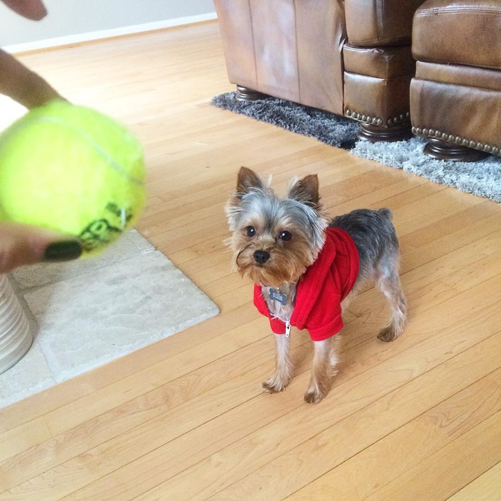 Sweet Yorkie Purebred Pup