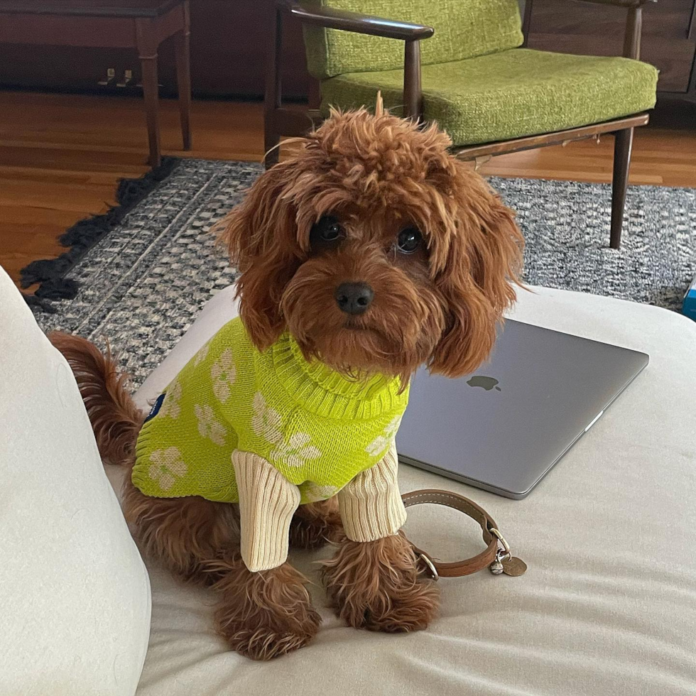 Happy Cavapoo Pup