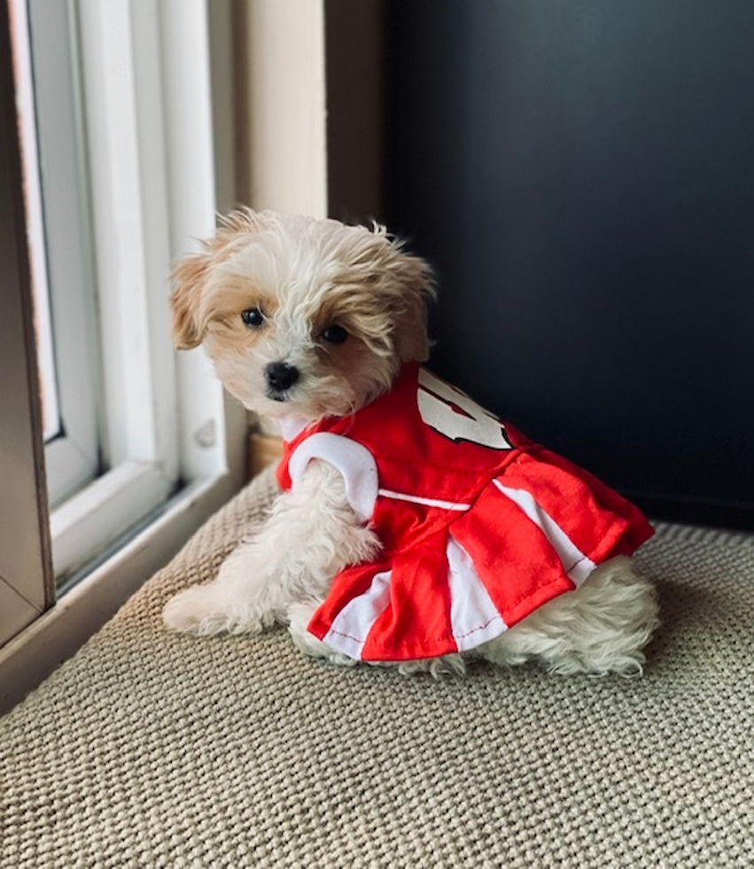 Fluffy Maltipoo Poodle Mix Pup