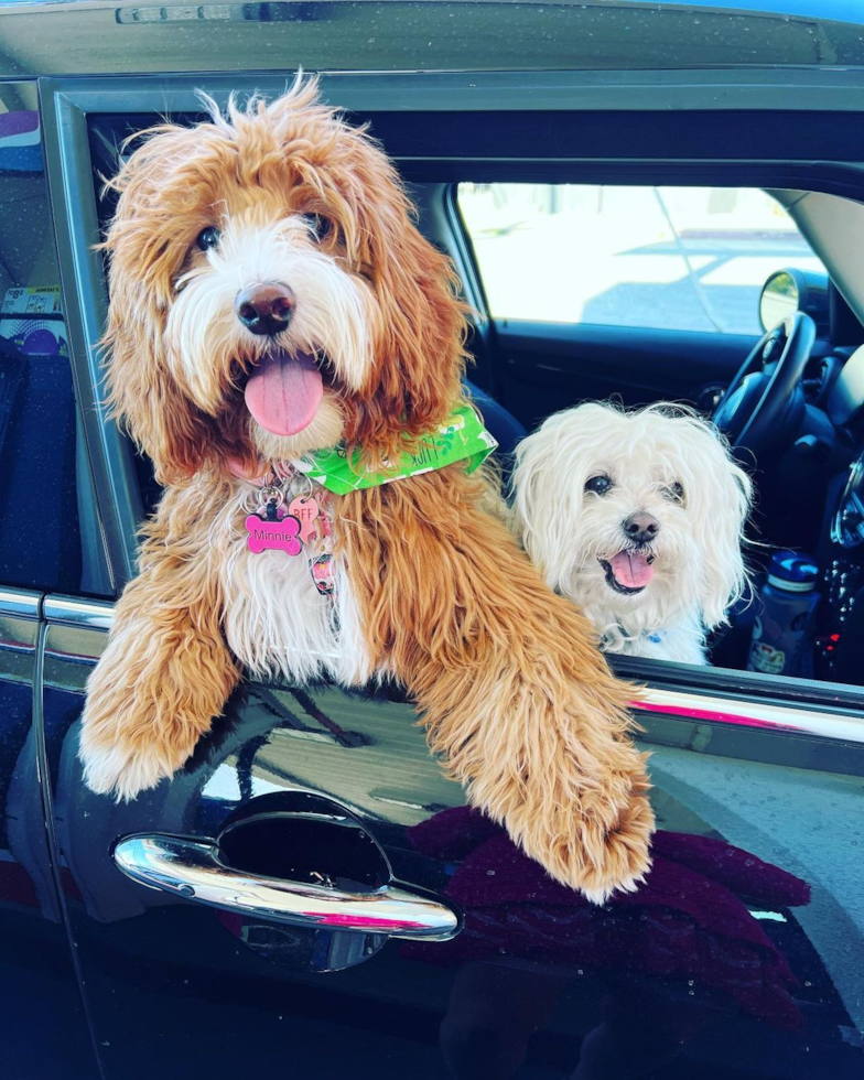 Mini Goldendoodle Being Cute