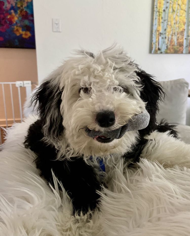 Pittsburgh Mini Sheepadoodle Pup