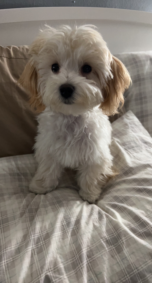 Maltipoo Being Cute