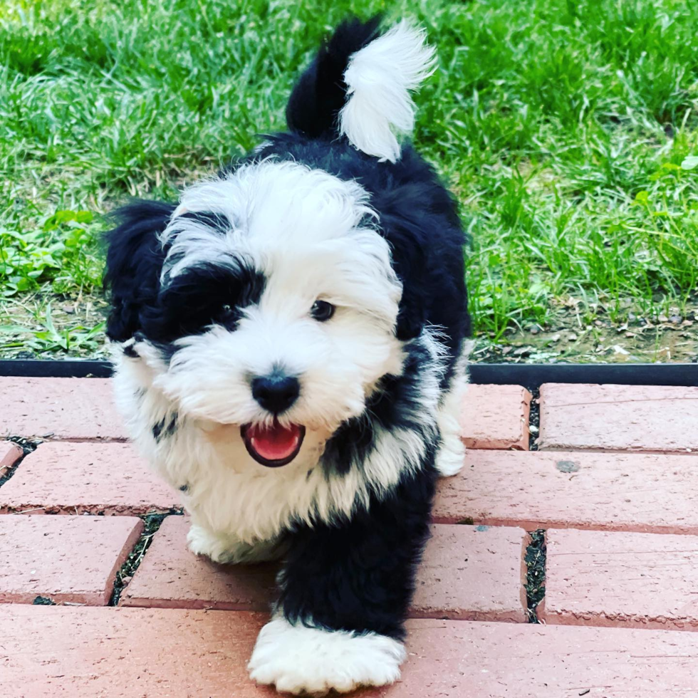 Mini Sheepadoodle Being Cute