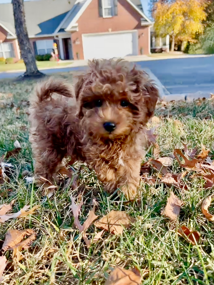 Petite Cavapoo Poodle Mix Pup