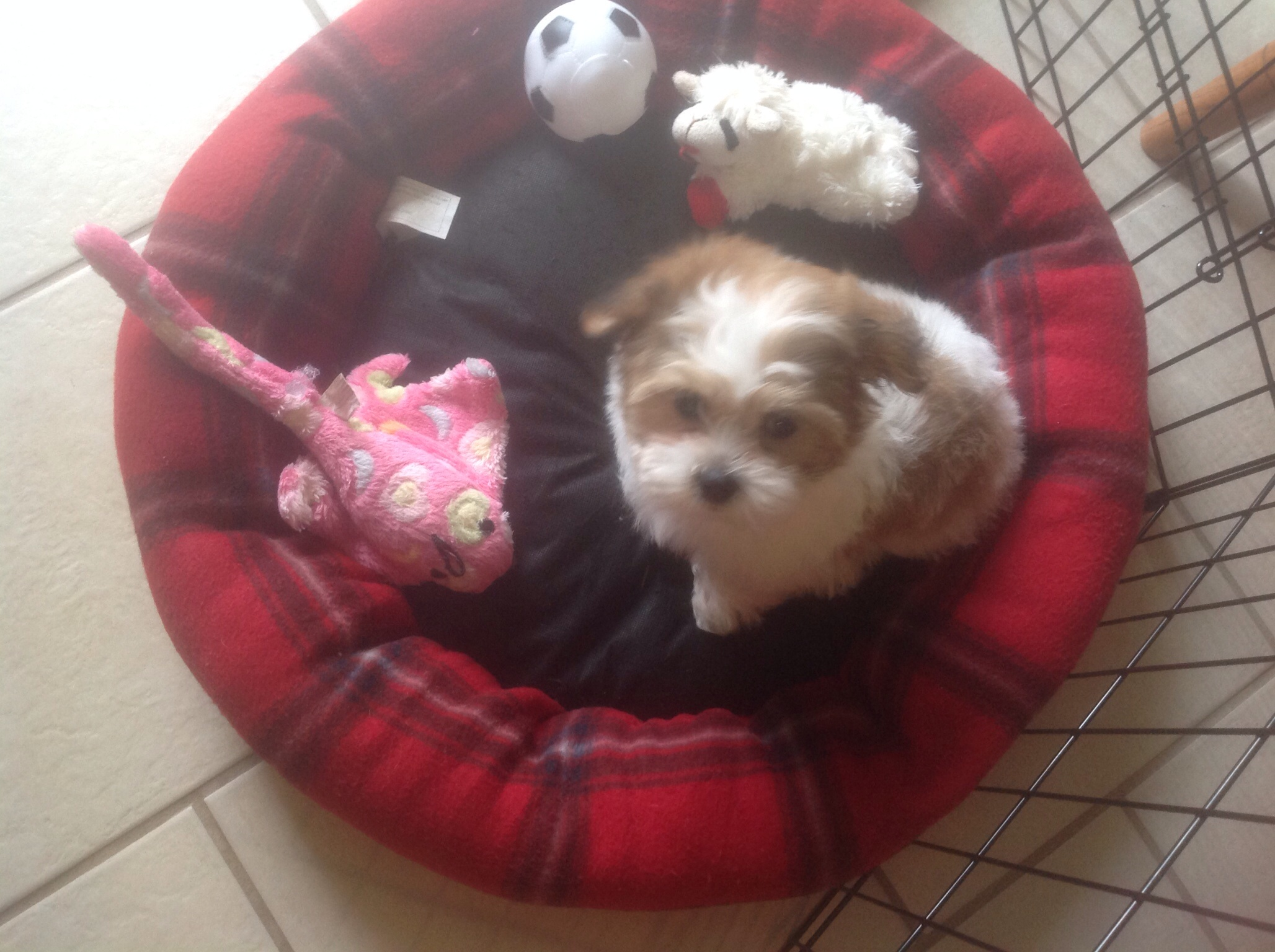 Teddy Bear Pup Being Cute