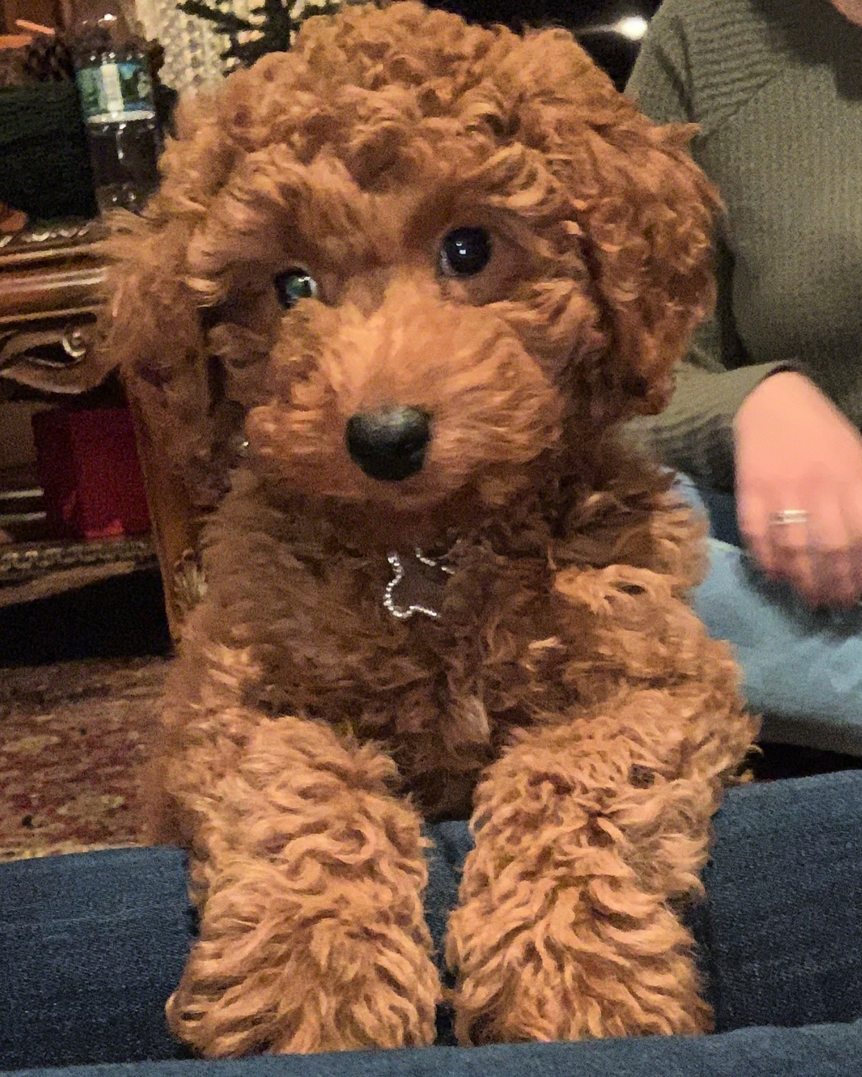 Popular Mini Goldendoodle Poodle Mix Pup