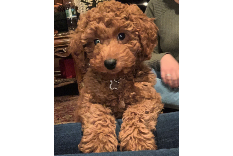 Popular Mini Goldendoodle Poodle Mix Pup