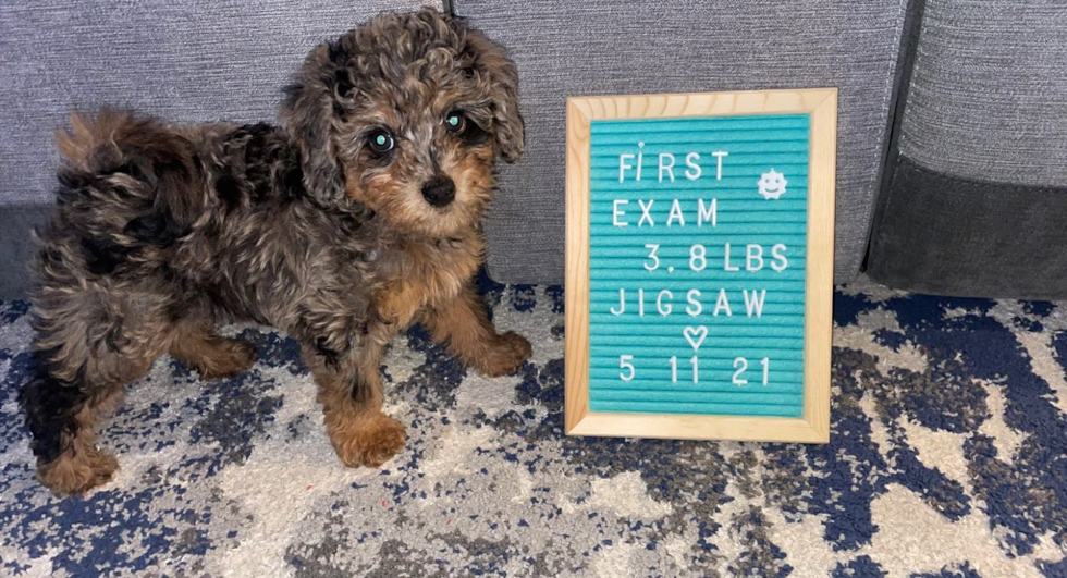 Mini Labradoodle Being Cute