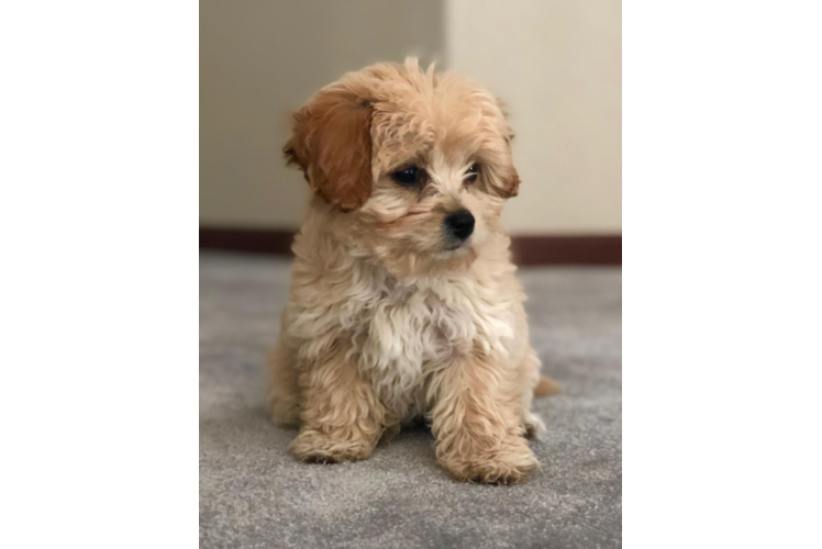 Sweet Cavachon Baby