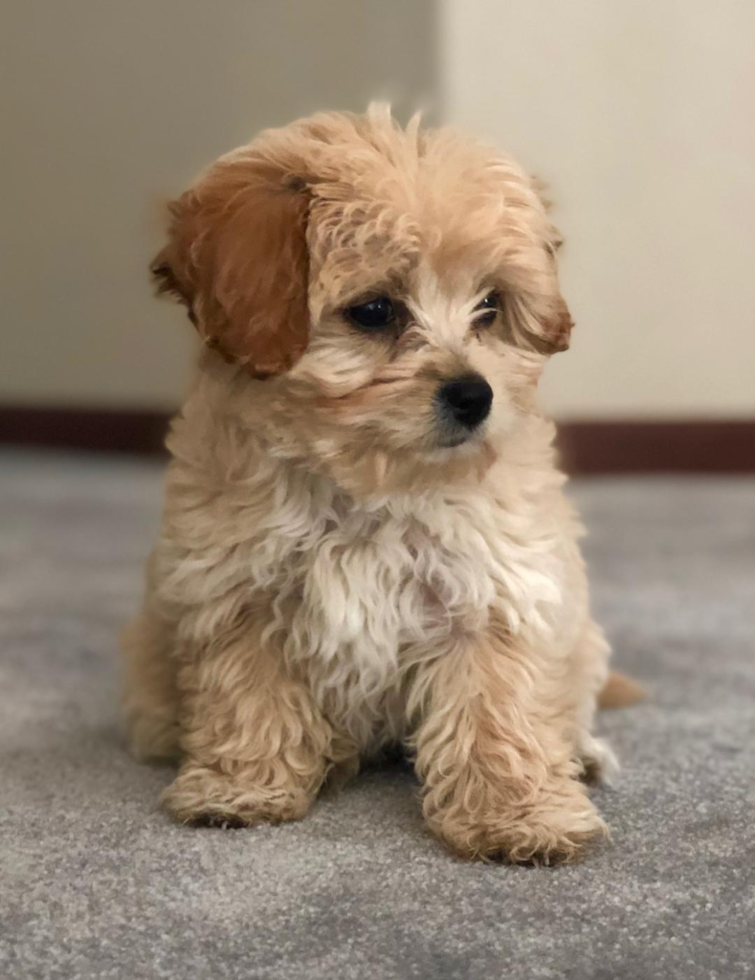 Elbert Cavachon Pup