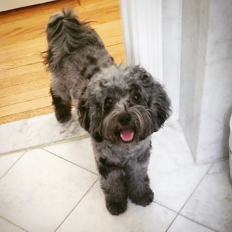 Fluffy Cockapoo Poodle Mix Pup