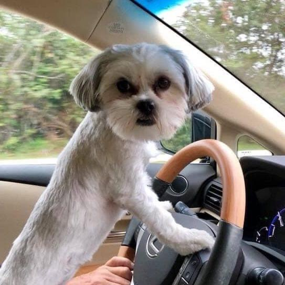 Small Teddy Bear Pup in Riviera Beach FL