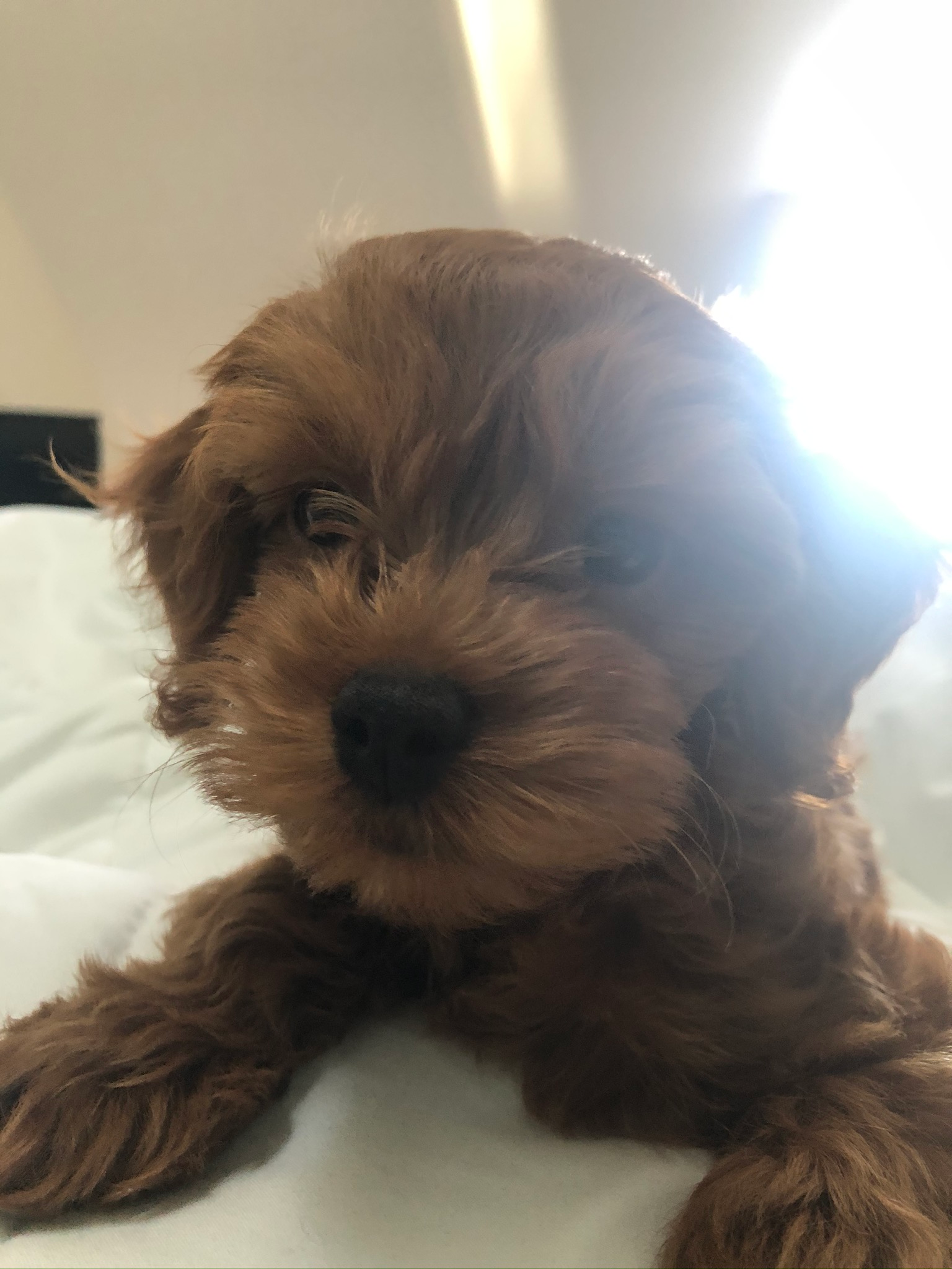 Cockapoo Puppy for Adoption