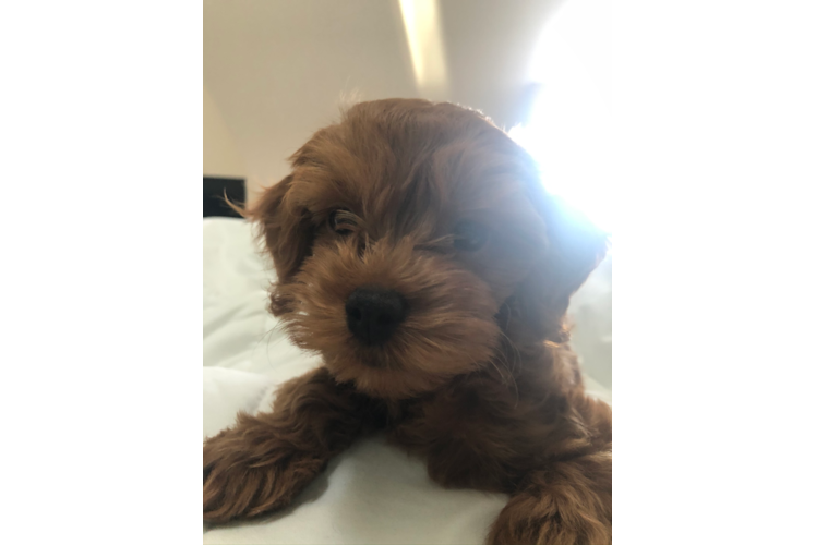 Cockapoo Puppy for Adoption