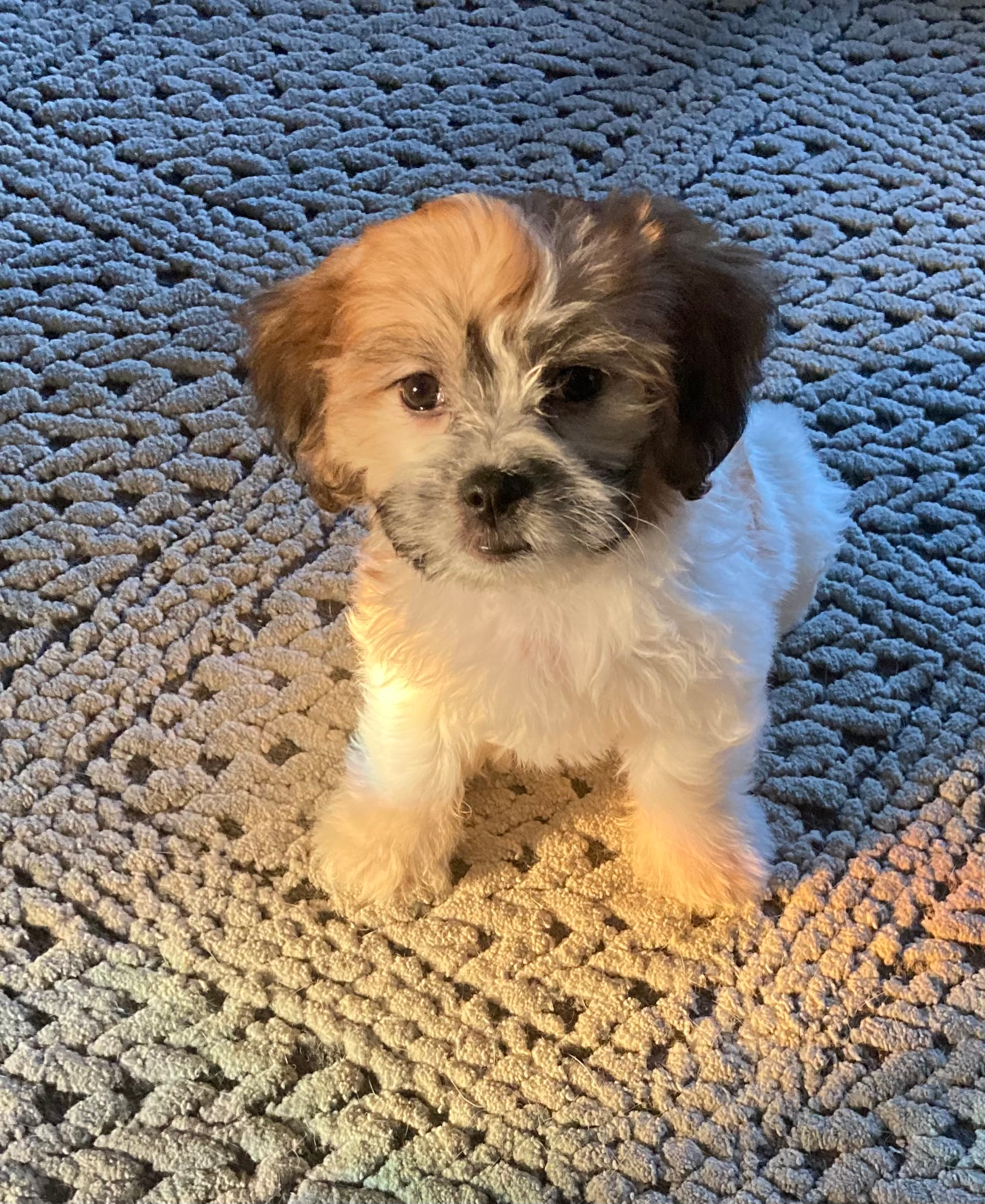 Little Shit Designer Puppy