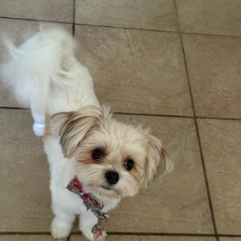 Energetic Pom Frise Designer Pup