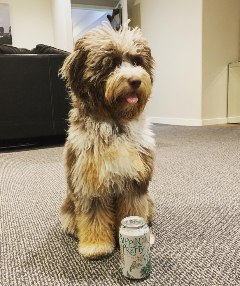 Popular Mini Aussiedoodle Poodle Mix Pup