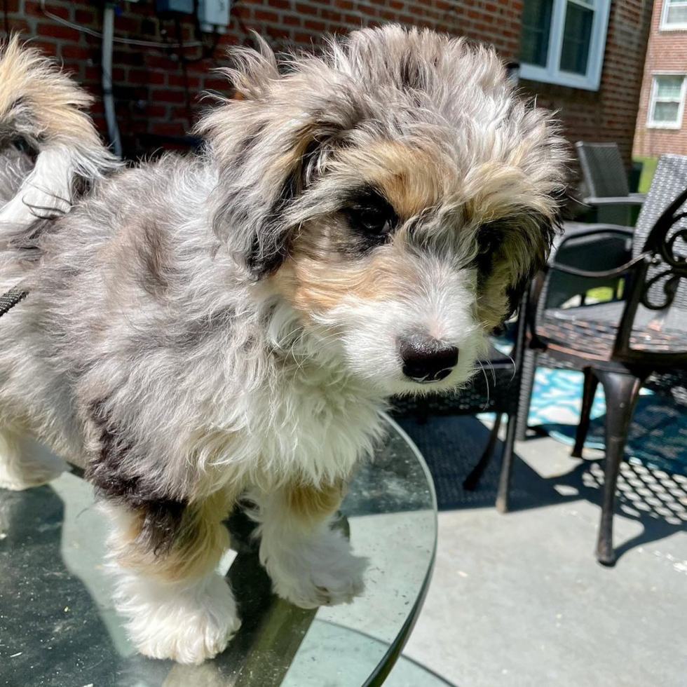 Playful Australian Designer Pup