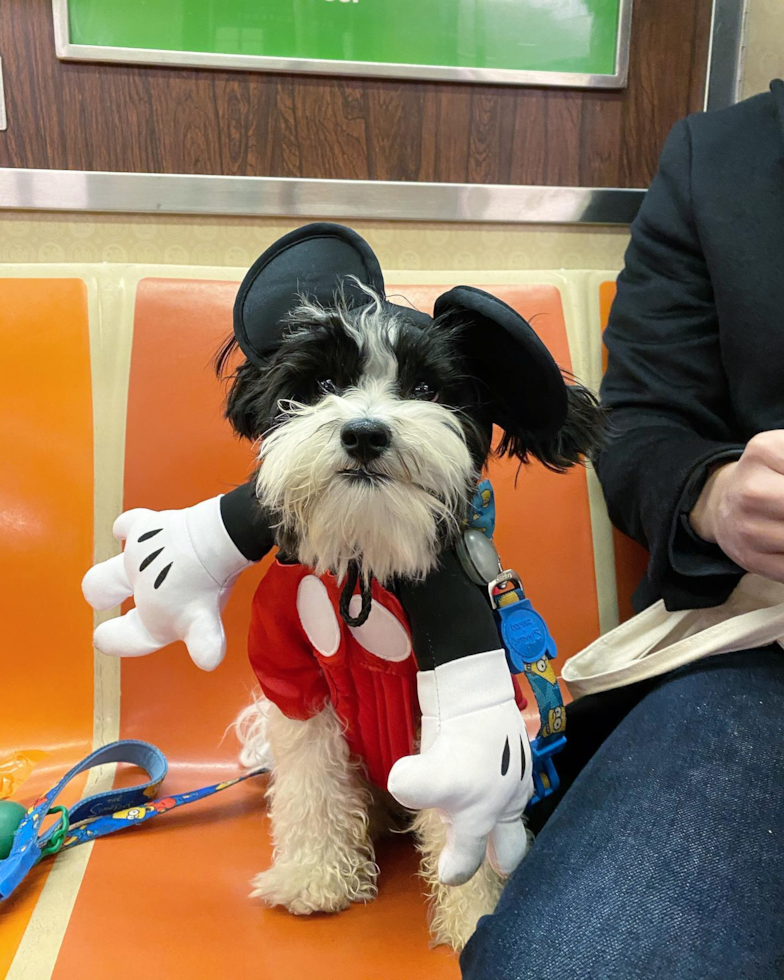 Happy Havanese Pup in New York NY