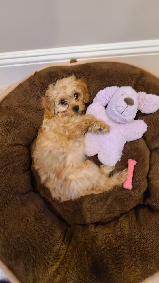 Cavapoo Pup