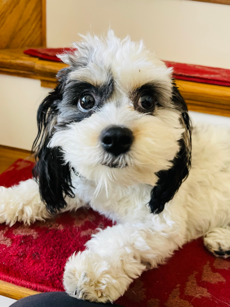 Sweet Cavachon Pup in San Jose CA